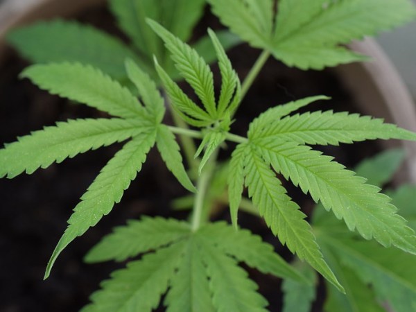 Les bienfaits des infusions au chanvre pour le bien-être&nbsp;quotidien