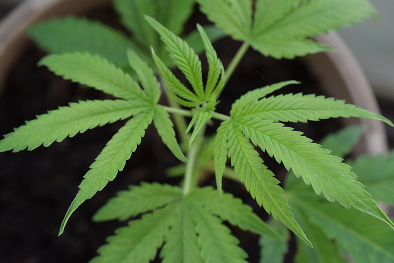 Les bienfaits des infusions au chanvre pour le bien-être&nbsp;quotidien