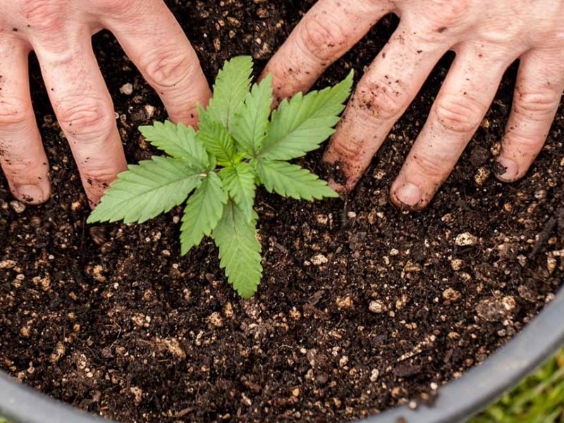 Medizinisches Cannabis bedeutungslos, sobald Staaten in die Freizeit&nbsp;gehen